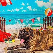 Waldo joined the competition — help win amazing prizes! basket, beach, brindle, clouds, colorful, dog, fence, flags, fruit, ocean, outdoor, panting, playful, relaxed, sand, sky, summer, toy, umbrella, watermelon