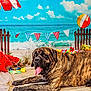 basket, beach, brindle, clouds, colorful, dog, fence, flags, fruit, ocean, outdoor, panting, playful, relaxed, sand, sky, summer, toy, umbrella, watermelon