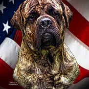 Waldo joined the competition — help win amazing prizes! dog, brindle_coat, portrait, american_flag, patriotic, closeup, animal, canine, fur, muzzle, ears, expression, background, red, white, blue, stars, stripes, large_dog, serious
