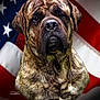 dog, brindle_coat, portrait, american_flag, patriotic, closeup, animal, canine, fur, muzzle, ears, expression, background, red, white, blue, stars, stripes, large_dog, serious