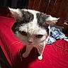 Tails is registered to the contest to win money with this photo: cat, bed, red_bedspread, wooden_wall, indoor, pet, fur, whiskers, curious, feline, animal, sleeping_area, blanket, sheet, room, cozy, domestic, closeup, portrait, curious_expression