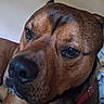 dog, brown_dog, portrait, closeup, pet, canine, short_hair, red_collar, indoors, blanket, brown_fur, black_nose, brown_eyes, serious_expression, head, muzzle, shoulders, sitting, cozy, animal_photography