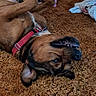 Henny is registered to the contest to win money with this photo: dog, brown_dog, pet, lying_down, upside_down, funny, goofy, smiling, teeth, collar, indoor, carpet, living_room, playpen, pink, clothes, cushion, home, portrait, playful