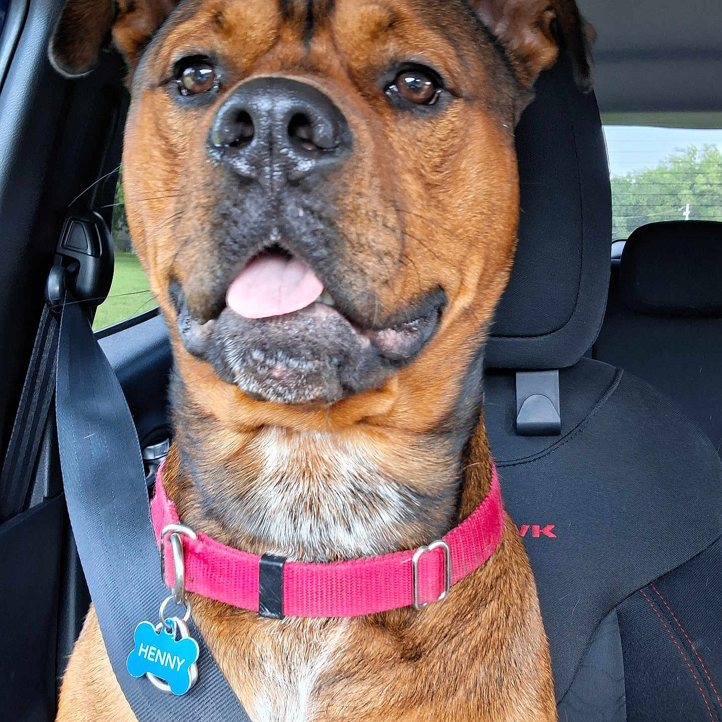 Henny is registered to the contest to win money with this photo: dog, bulldog, brown_dog, pet, animal, car, vehicle, seatbelt, collar, pink_collar, dog_tag, name_tag, tongue, portrait, close_up, sitting, front_seat, car_interior, daylight, outdoor_view
