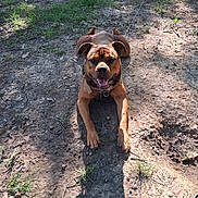 Henny joined the competition — help win amazing prizes! dog, brown_dog, pet, outdoors, forest, woodland, grass, dirt, ground, leash, collar, lying_down, sitting, happy, smiling, tongue_out, floppy_ears, short_hair, sunlight, animal_portrait