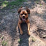 dog, brown_dog, pet, outdoors, forest, woodland, grass, dirt, ground, leash, collar, lying_down, sitting, happy, smiling, tongue_out, floppy_ears, short_hair, sunlight, animal_portrait