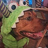 Henny is registered to the contest to win money with this photo: dog, brown_dog, costume, monster_costume, green, googly_eyes, horns, striped_horns, pet, animal, portrait, close_up, open_mouth, tongue, happy, indoor, chair, home, playful, funny
