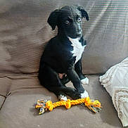 Woody joined the competition — help win amazing prizes! animal, black_and_white, blanket, companion, couch, curious, cute, dog, domestic_animal, fur, household, indoor, mammal, pet, puppy, relaxed, rope_toy, sitting, toy, young_dog