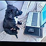 Woody participe au concours pour gagner de l'argent avec cette photo : black_and_white, blanket, computer, couch, cozy, curious, cute, dog, domestic, furniture, home, indoor, laptop, mouse, pet, puppy, screen, sitting, soft, technology