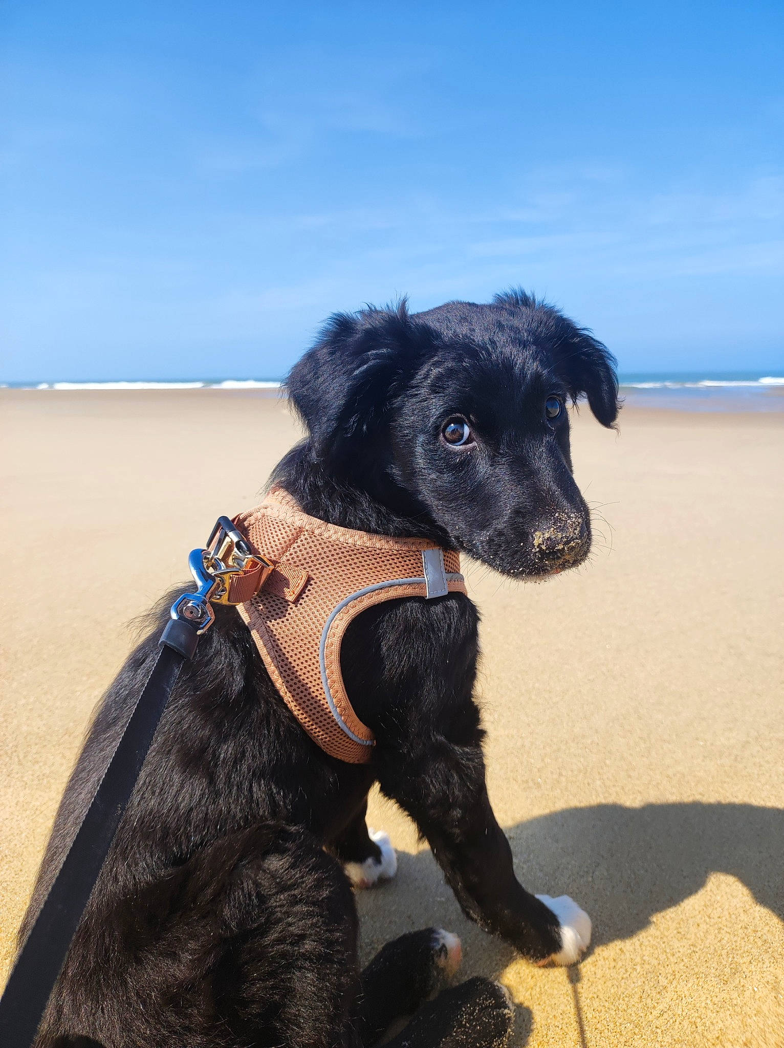 Woody participe au concours pour gagner de l'argent avec cette photo : canidae, carnivore, collar, companion_dog, dog, dog_breed, dog_clothes, dog_collar, dog_supply, fawn, fun, fur, hat, landscape, leash, sand, sky, snout, sporting_group, working_animal