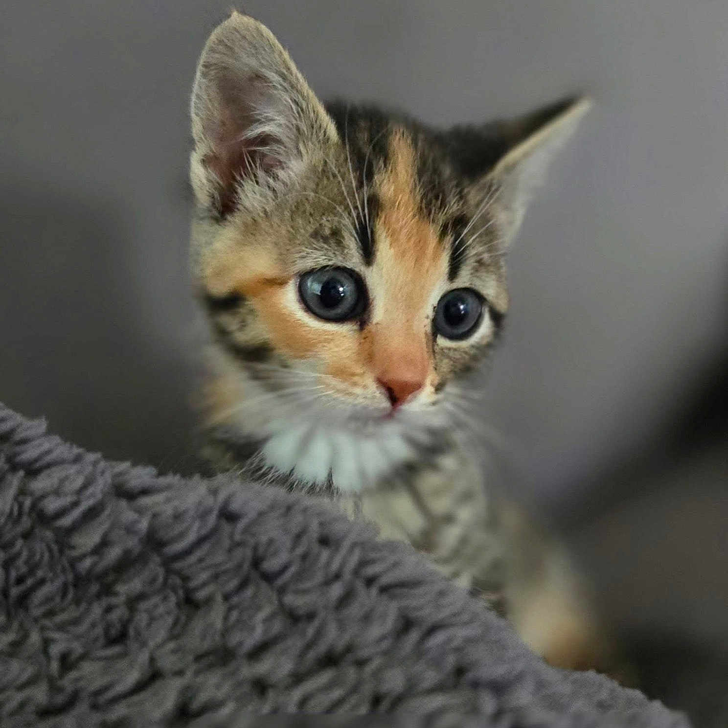 Cookie a rejoint le concours — aidez-le/la à gagner de superbes lots ! animal, blanket, cat, closeup, curious, cute, ears, feline, focus, fur, gray, indoor, kitten, pet, portrait, soft, texture, whiskers, wide_eyes, young
