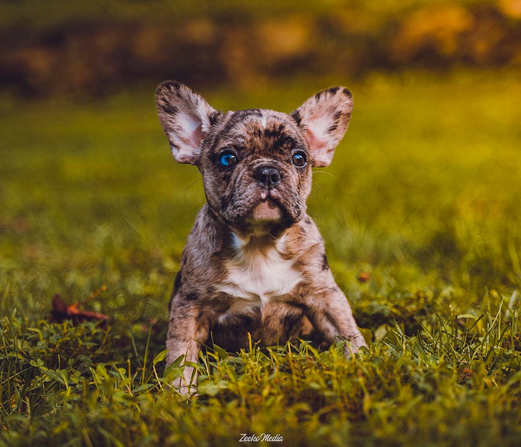 Jax is registered to the contest to win money with this photo: canidae, carnivore, companion_dog, dog, dog_breed, ear, eye, fawn, grass, grassland, liver, plant, snout, sporting_group, terrestrial_animal, terrier, toy_dog, whiskers, working_animal, wrinkle