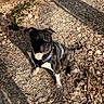 alert, animal, autumn, black_and_white, brown, canine, curious, dog, ears, forest_floor, ground, harness, leaves, looking_up, nature, outdoor, pet, shadow, sitting, sunlight