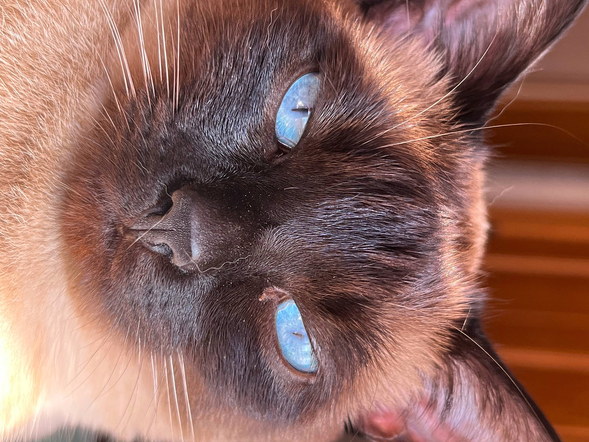 Voodoo Mama Juju is registered to the contest to win money with this photo: balinese, brown, carnivore, cat, close_up, ear, eye, fawn, felidae, fur, hair, head, iris, liver, siamese, small_to_medium_sized_cats, snout, terrestrial_animal, whiskers, wildlife