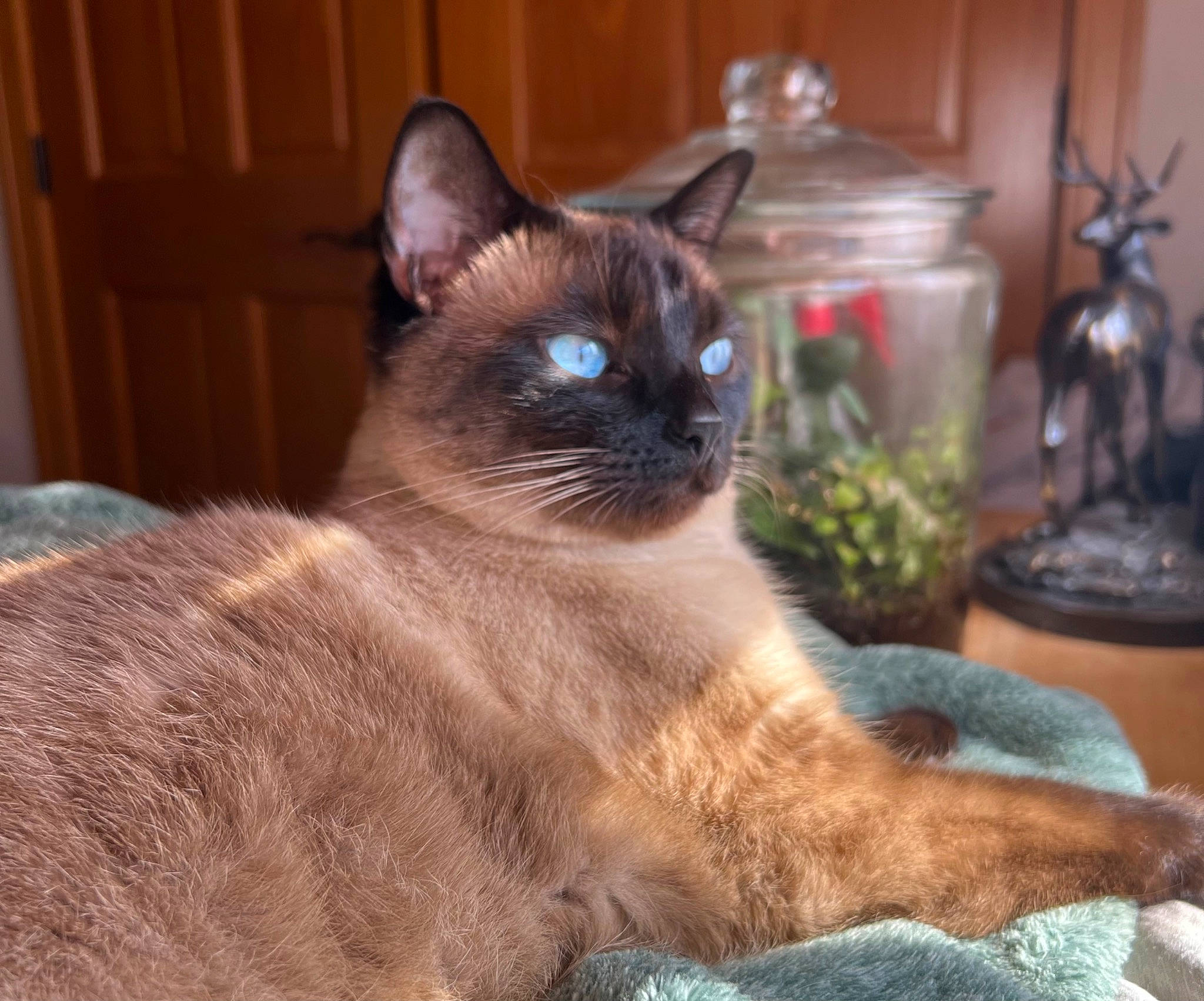 Voodoo Mama Juju is registered to the contest to win money with this photo: balinese, carnivore, cat, domestic_short_haired_cat, fawn, felidae, flowerpot, fur, houseplant, iris, plant, siamese, small_to_medium_sized_cats, snout, tail, terrestrial_animal, thai, whiskers, wildlife, window