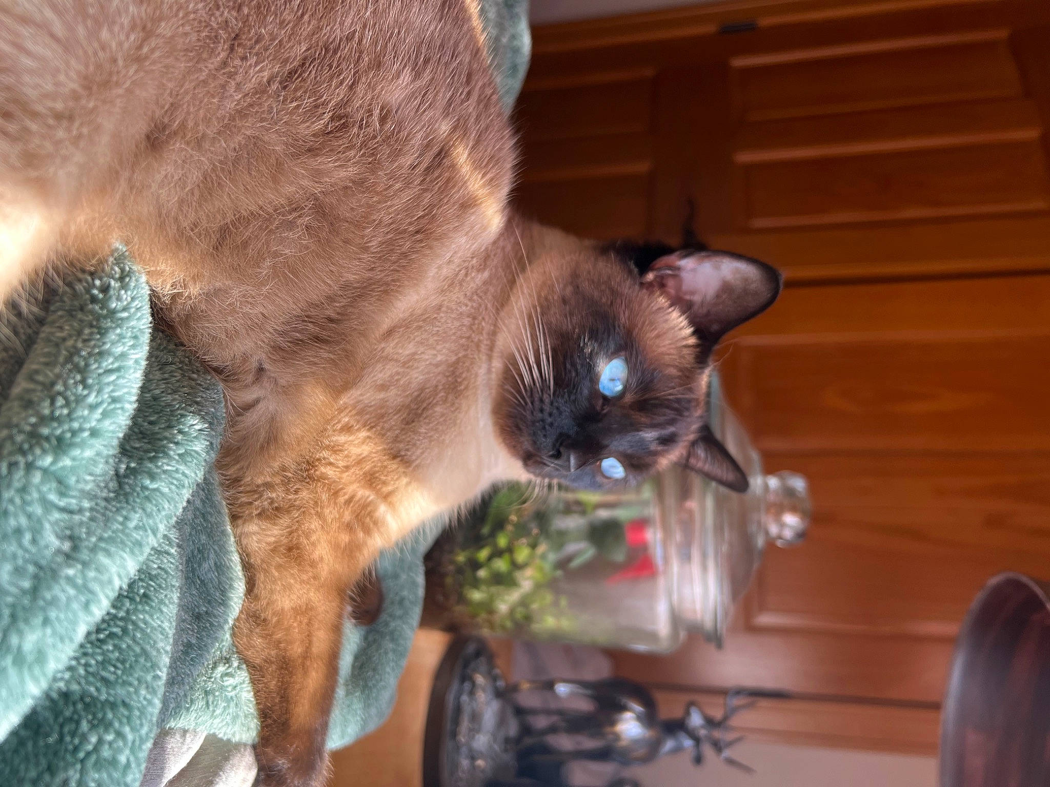 Voodoo Mama Juju is registered to the contest to win money with this photo: balinese, carnivore, cat, claw, collar, domestic_short_haired_cat, fawn, felidae, fur, hardwood, paw, plant, small_to_medium_sized_cats, snout, tail, thai, tire, wheel, whiskers, wood