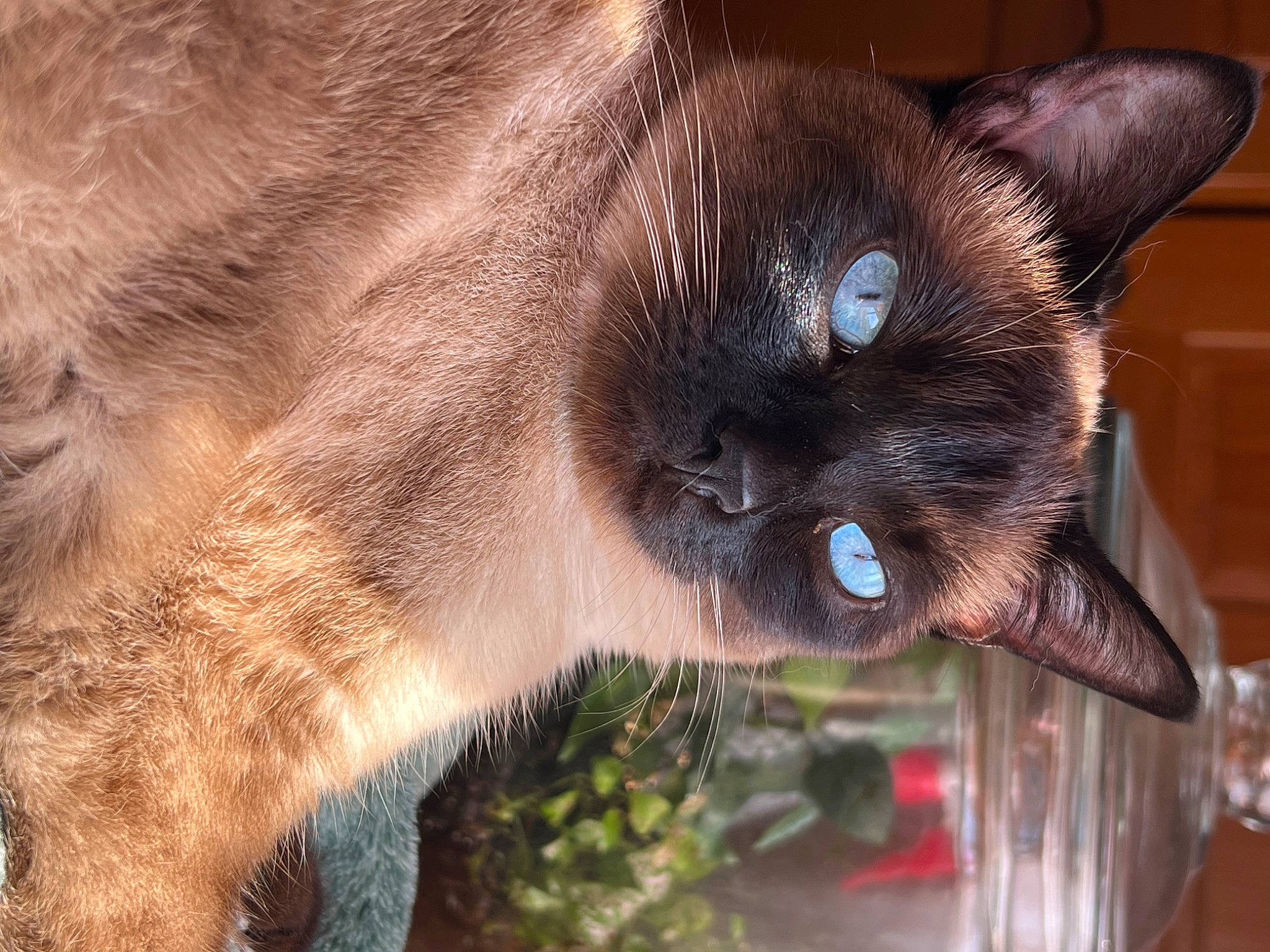 Voodoo Mama Juju is registered to the contest to win money with this photo: balinese, carnivore, cat, eye, fawn, felidae, fur, plant, siamese, small_to_medium_sized_cats, snout, terrestrial_animal, thai, tonkinese, whiskers, wildlife