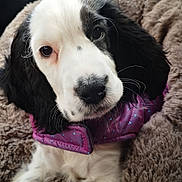 Altesse participe au concours pour gagner de l'argent avec cette photo : puppy, dog, black_and_white, pet, cute, fluffy_bed, purple_jacket, car_interior, soft_texture, young_dog, animal, adorable, sitting, fur, canine, portrait, cozy, expression, looking_up, indoor