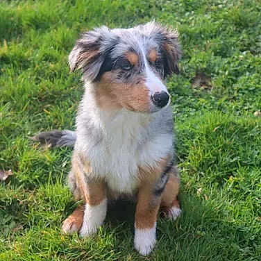 Atyka a rejoint le concours — aidez-le/la à gagner de superbes lots ! dog, puppy, grass, outdoor, nature, animal, pet, sitting, tricolor, fur, canine, sunlight, greenery, cute, young, mammal, portrait, looking_away, daytime, friendly