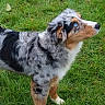 Atyka participe au concours pour gagner de l'argent avec cette photo : dog, australian_shepherd, blue_eye, merle_coat, grass, outdoor, pet, animal, canine, fur, standing, alert, side_view, nature, greenery, mammal, looking_up, domestic_animal, portrait, daylight