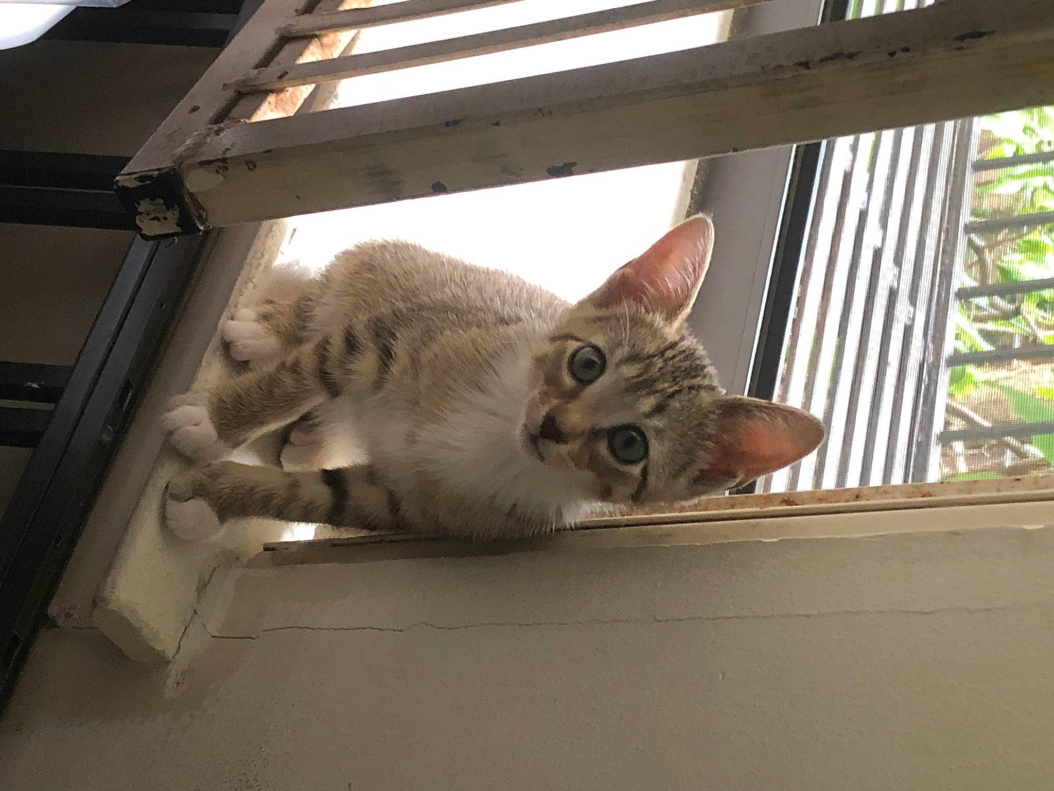 Spice is registered to the contest to win money with this photo: aegean_cat, asian, australian_mist, carnivore, cat, domestic_short_haired_cat, dragon_li, european_shorthair, fawn, felidae, kitten, mammal, paw, singapura, small_to_medium_sized_cats, whiskers