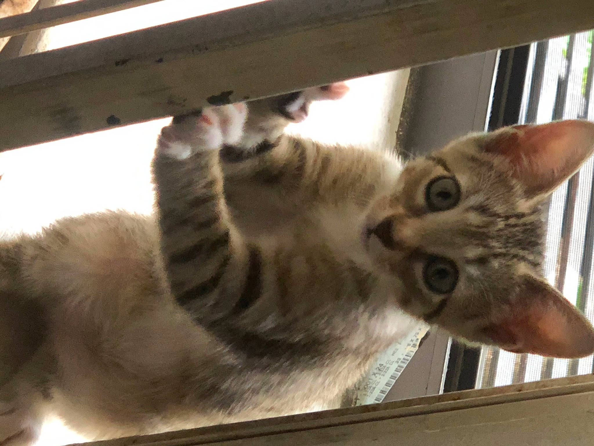 Spice joined the competition — help win amazing prizes! aegean_cat, asian, carnivore, cat, dragon_li, european_shorthair, fawn, felidae, kitten, mammal, ocicat, oriental_longhair, oriental_shorthair, singapura, small_to_medium_sized_cats, whiskers