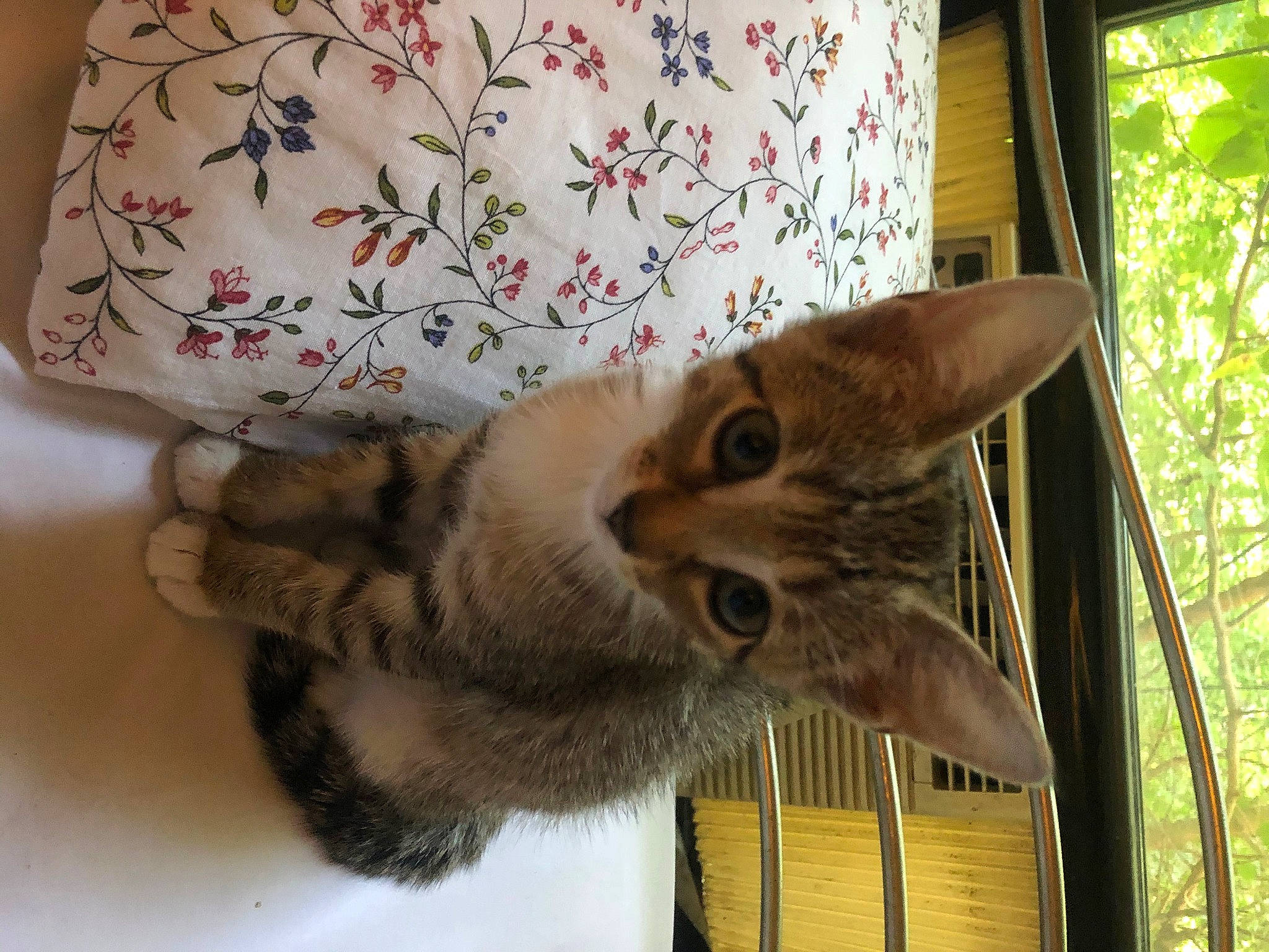 Spice joined the competition — help win amazing prizes! aegean_cat, asian, carnivore, cat, chausie, domestic_short_haired_cat, european_shorthair, fawn, felidae, german_rex, kitten, mammal, ocicat, oriental_longhair, oriental_shorthair, singapura, small_to_medium_sized_cats, whiskers