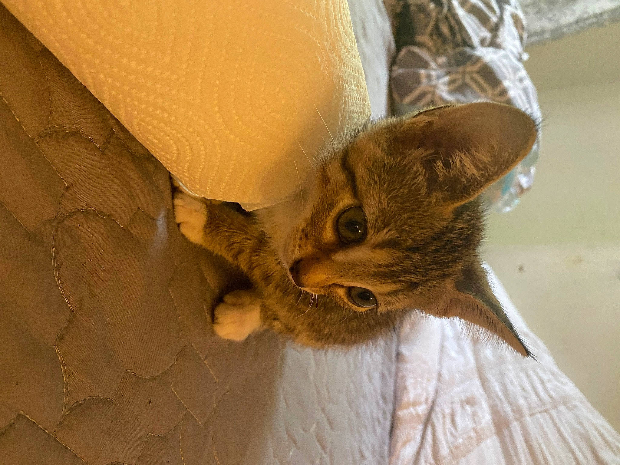 Spice joined the competition — help win amazing prizes! asian, carnivore, cat, domestic_short_haired_cat, european_shorthair, fawn, felidae, fur, german_rex, small_to_medium_sized_cats, snout, tabby_cat, whiskers