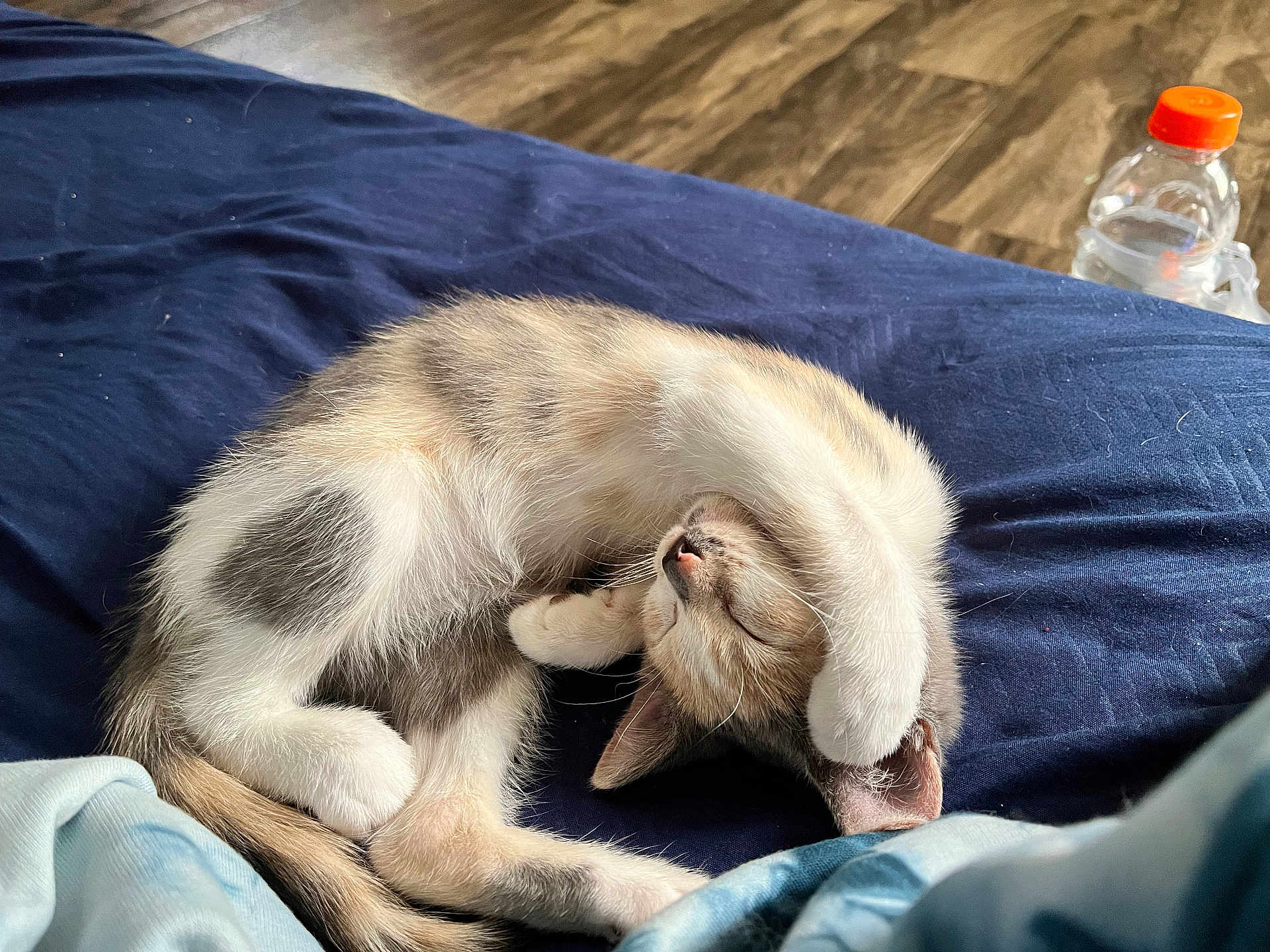 Lilo is registered to the contest to win money with this photo: animal, bed, blanket, bottle, canine, cat, couch, dog, furniture, goat, hardwood, kitten, livestock, person, pet, puppy, rabbit, sleeping, waterbottle, wood