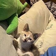 Lilo joined the competition — help win amazing prizes! abyssinian, animal, bed, bedroom, blanket, cat, chair, couch, cushion, furniture, homedecor, indoors, kitten, linen, manx, person, pet, room, siamese, sleeping