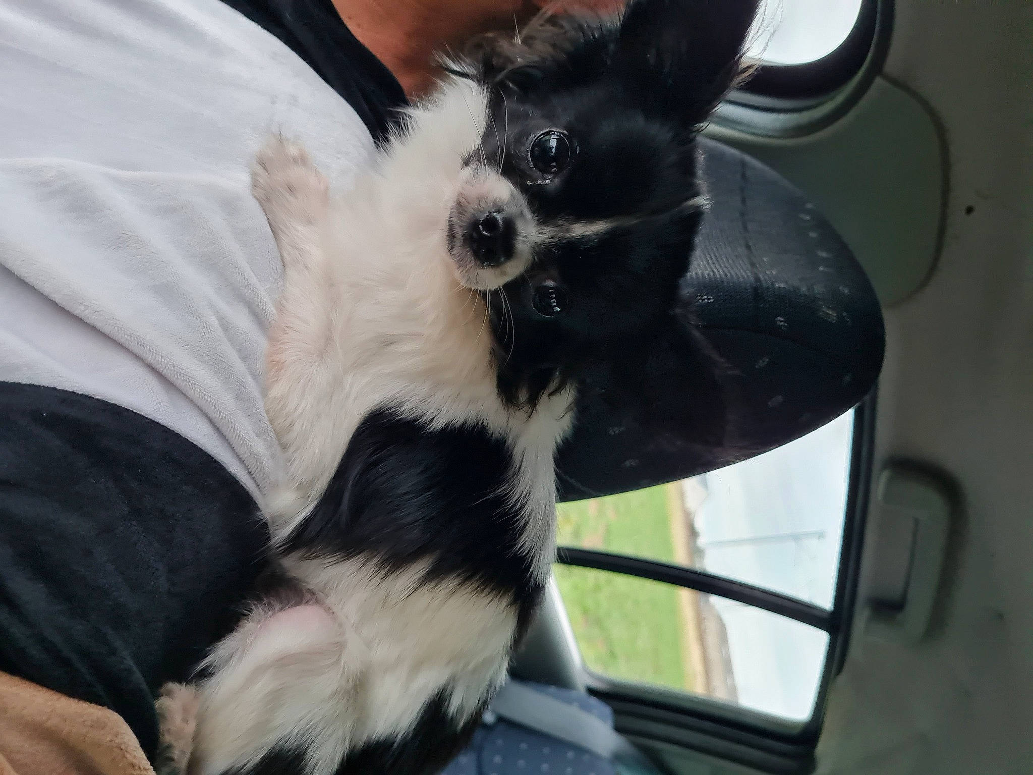 Loli a rejoint le concours — aidez-le/la à gagner de superbes lots ! automotive_mirror, carnivore, chihuahua, comfort, companion_dog, dog, dog_breed, ear, fawn, fur, paw, snout, sporting_group, tail, tie, toy_dog, whiskers, window, windshield, working_animal