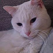 Mymy a rejoint le concours — aidez-le/la à gagner de superbes lots ! cat, white_cat, close_up, pet, feline, whiskers, pink_nose, fur, resting, calm, serene, animal, cute, indoor, texture, gray_background, soft, portrait, mammal, domestic_cat