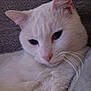cat, white_cat, close_up, pet, feline, whiskers, pink_nose, fur, resting, calm, serene, animal, cute, indoor, texture, gray_background, soft, portrait, mammal, domestic_cat
