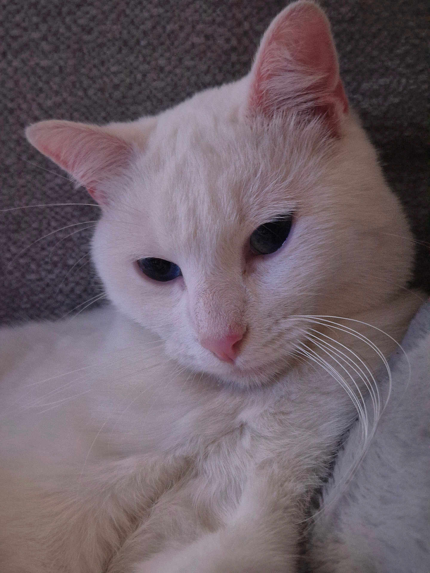 Mymy a rejoint le concours — aidez-le/la à gagner de superbes lots ! cat, white_cat, close_up, pet, feline, whiskers, pink_nose, fur, resting, calm, serene, animal, cute, indoor, texture, gray_background, soft, portrait, mammal, domestic_cat