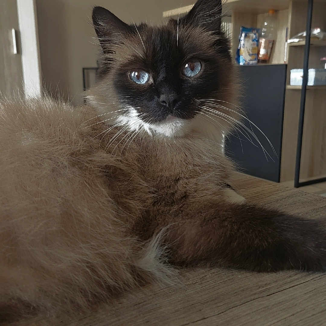 Caramel a rejoint le concours — aidez-le/la à gagner de superbes lots ! animal_face, blue_eyes, calm, cat, cozy, decor, domestic_animal, fluffy, fur, furniture, home, indoor, looking_at_camera, mammal, pet, portrait, relaxed, table, whiskers, wooden_surface