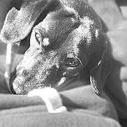 Rex is registered to the contest to win money with this photo: dog, close_up, black_and_white, pet, animal, fur, resting, soft, sunlight, portrait, face, ears, sleepy, cozy, texture, expression, domestic, companion, muzzle, relaxed