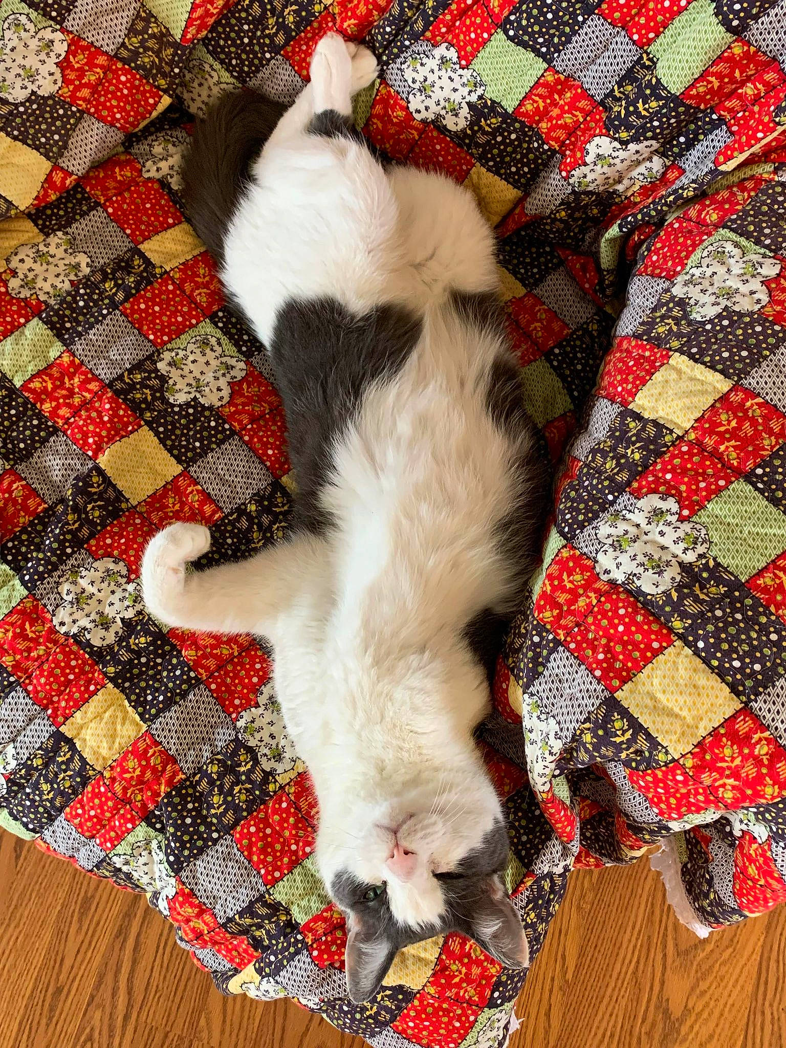 Roscoe joined the competition — help win amazing prizes! carmine, carnivore, cat, comfort, companion_dog, domestic_short_haired_cat, fawn, felidae, flooring, fur, linens, pattern, paw, plaid, small_to_medium_sized_cats, tail, tartan, textile, whiskers, wood