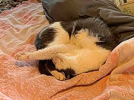 Roscoe is registered to the contest to win money with this photo: carnivore, cat, claw, comfort, companion_dog, dog_breed, domestic_short_haired_cat, fawn, felidae, fur, hardwood, linens, paw, small_to_medium_sized_cats, sporting_group, tail, terrestrial_animal, textile, whiskers, wood