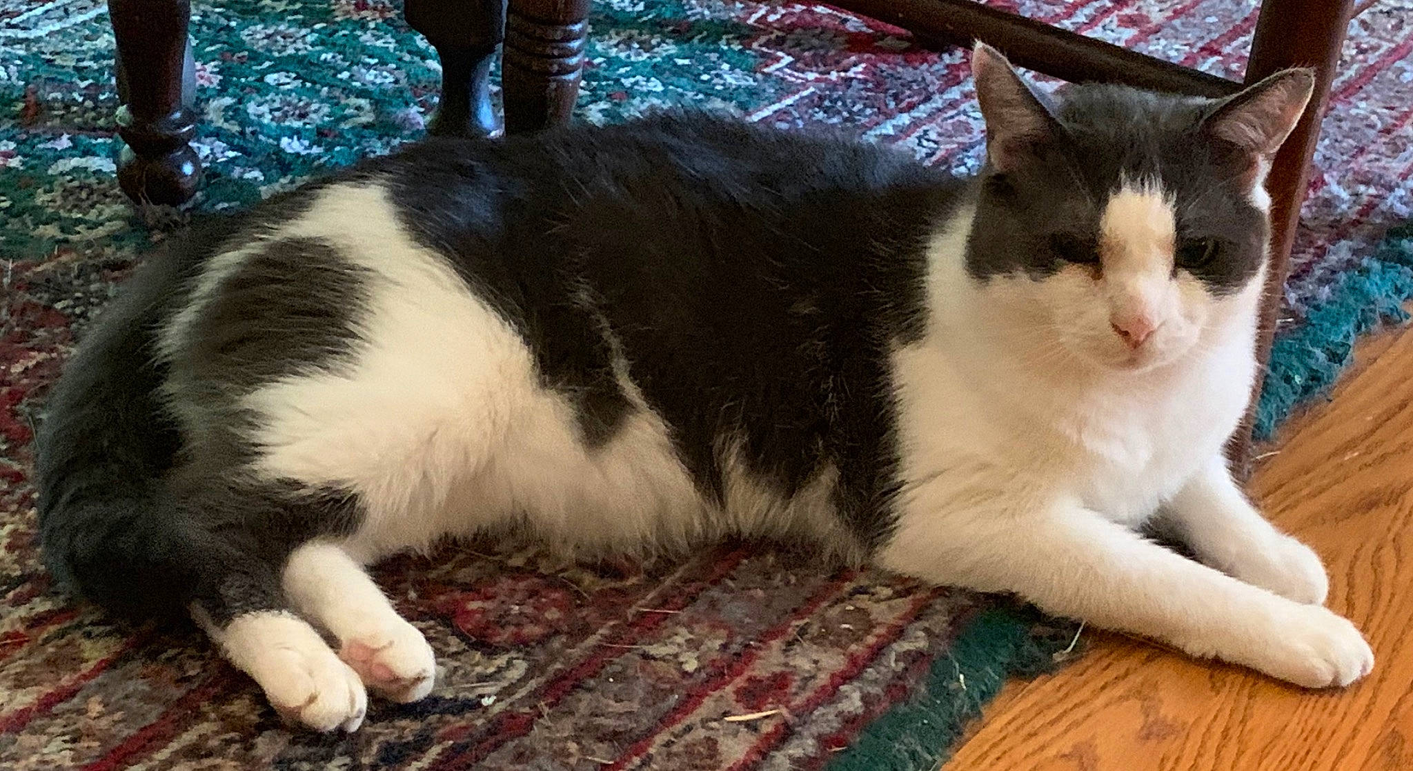 Roscoe is registered to the contest to win money with this photo: aegean_cat, american_wirehair, asian, carnivore, cat, cymric, domestic_short_haired_cat, european_shorthair, felidae, fur, japanese_bobtail, kitten, mammal, polydactyl_cat, small_to_medium_sized_cats, tail, whiskers