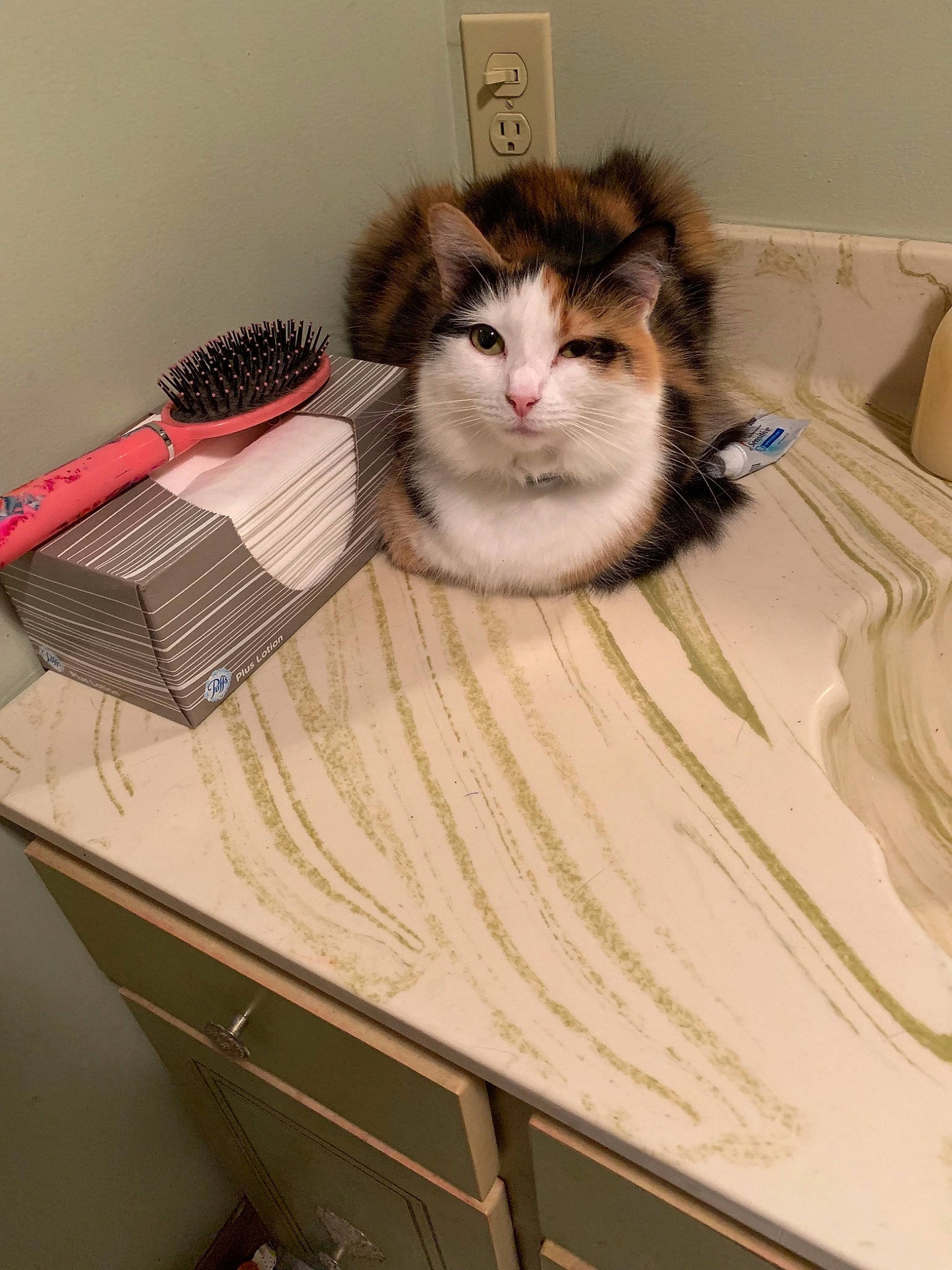 Sophie joined the competition — help win amazing prizes! aegean_cat, box, carnivore, cat, domestic_short_haired_cat, european_shorthair, felidae, fur, kitten, norwegian_forest_cat, ragamuffin, siberian, small_to_medium_sized_cats, turkish_van, whiskers