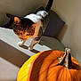 cat, pumpkin, table, shadow, light, indoor, animal, curious, orange, white, brown, striped, feline, fall, autumn, still_life, close_up, domestic_cat, pet, natural_light