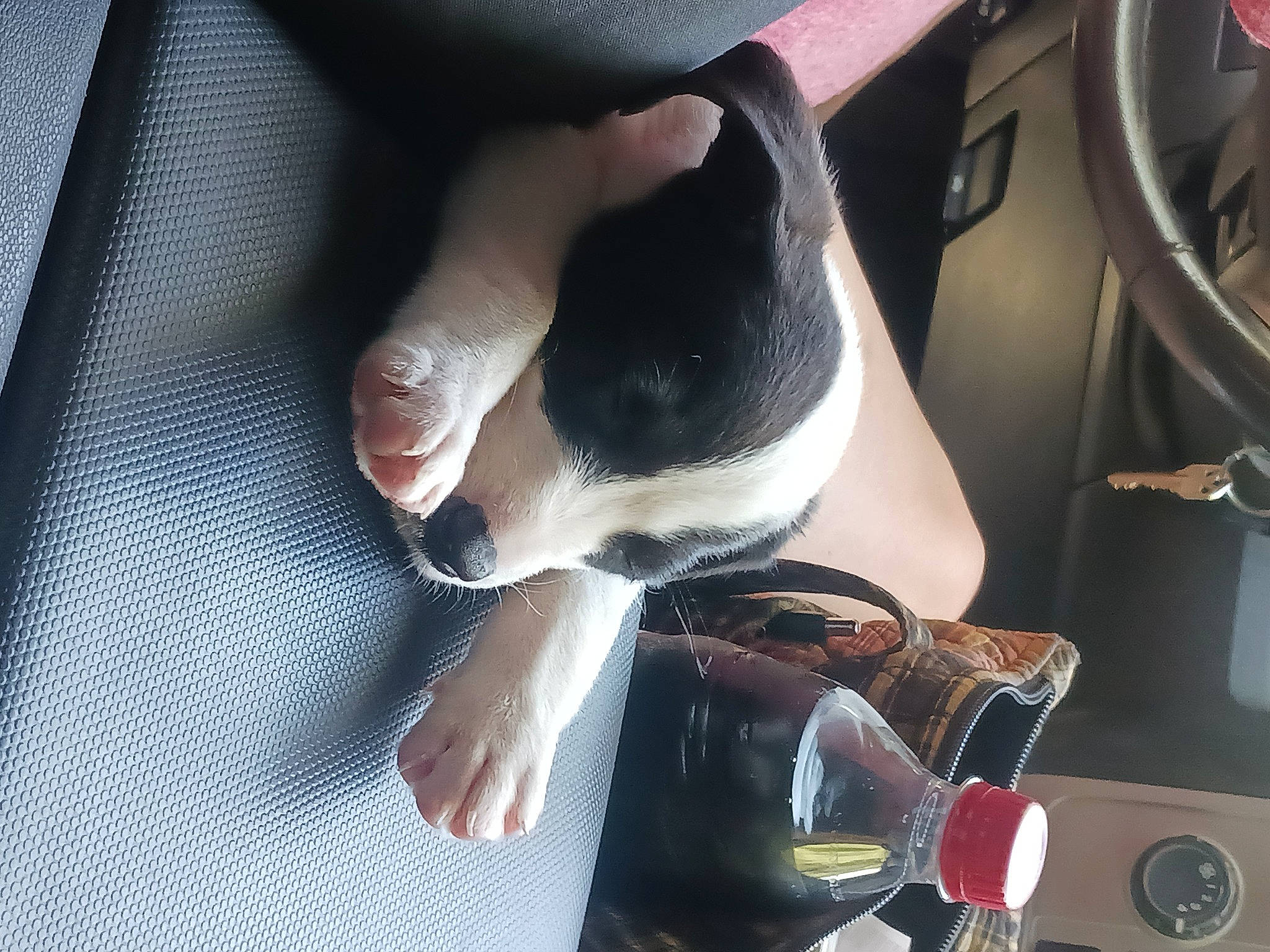 Pigg joined the competition — help win amazing prizes! auto_part, automotive_design, calf, car_seat, carmine, carnivore, comfort, companion_dog, felidae, finger, foot, hand, human_leg, knee, nail, steering_wheel, tableware, thigh, vehicle_door, wrist