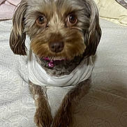 Molly is registered to the contest to win money with this photo: dog, pet, small_dog, close_up, brown_eyes, white_shirt, pink_collar, bell, fur, lying_down, blanket, texture, indoor, cute, animal, companion, soft_fur, bed, resting, portrait
