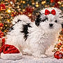Luna Marie joined the competition — help win amazing prizes! puppy, dog, bow, christmas, holiday, ornaments, lights, lantern, snow, festive, red_bow, santa_hat, pine_cones, gifts, decorations, winter, cute, fluffy, indoors, celebration