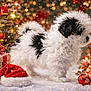 puppy, dog, snow, christmas_tree, christmas_lights, santa_hat, gift_box, pine_cone, lantern, candle, red_bow, holiday_decor, berries, ornaments, festive, winter, snowflakes, fluffy, black_and_white, indoors