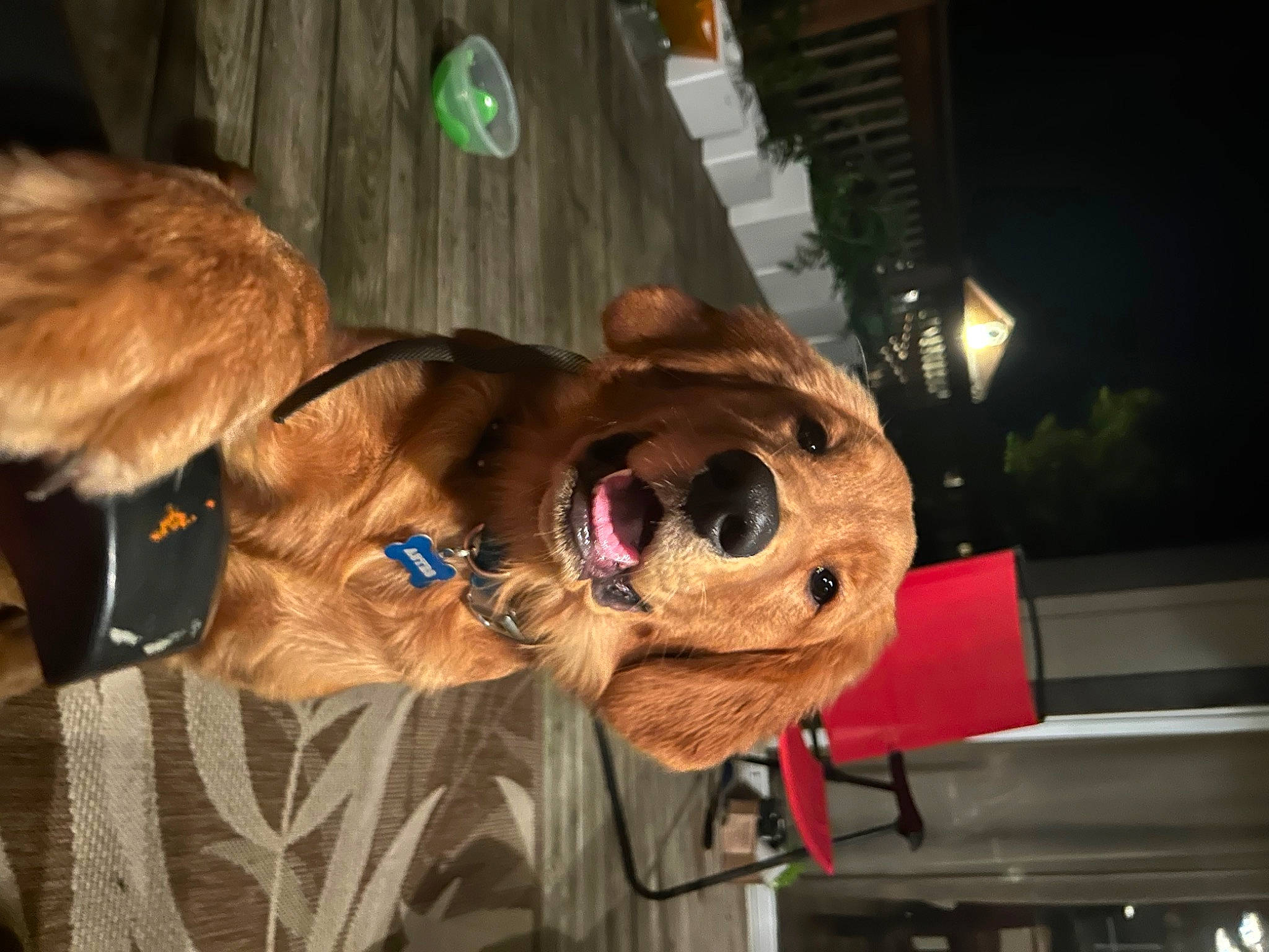 Astro is registered to the contest to win money with this photo: canidae, carnivore, companion_dog, costume, dog, dog_breed, dog_clothes, fawn, felidae, fur, fur_clothing, leash, mascot, mask, skull, snout, sporting_group, stuffed_toy, toy, working_animal