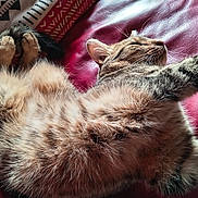 Uggy participe au concours pour gagner de l'argent avec cette photo : cat, tabby, fur, pet, relaxed, stretching, sleeping, indoor, leather, red, couch, whiskers, paw, animal, feline, cozy, resting, closeup, cute, home