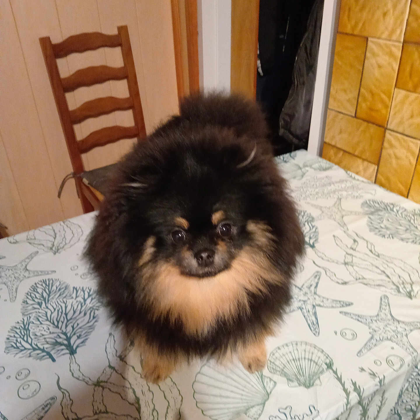 Voyou a rejoint le concours — aidez-le/la à gagner de superbes lots ! adult, animal, bed, bedroom, canine, chair, dog, furniture, hardwood, homedecor, indoors, interiordesign, male, man, person, pet, plywood, puppy, room, wood