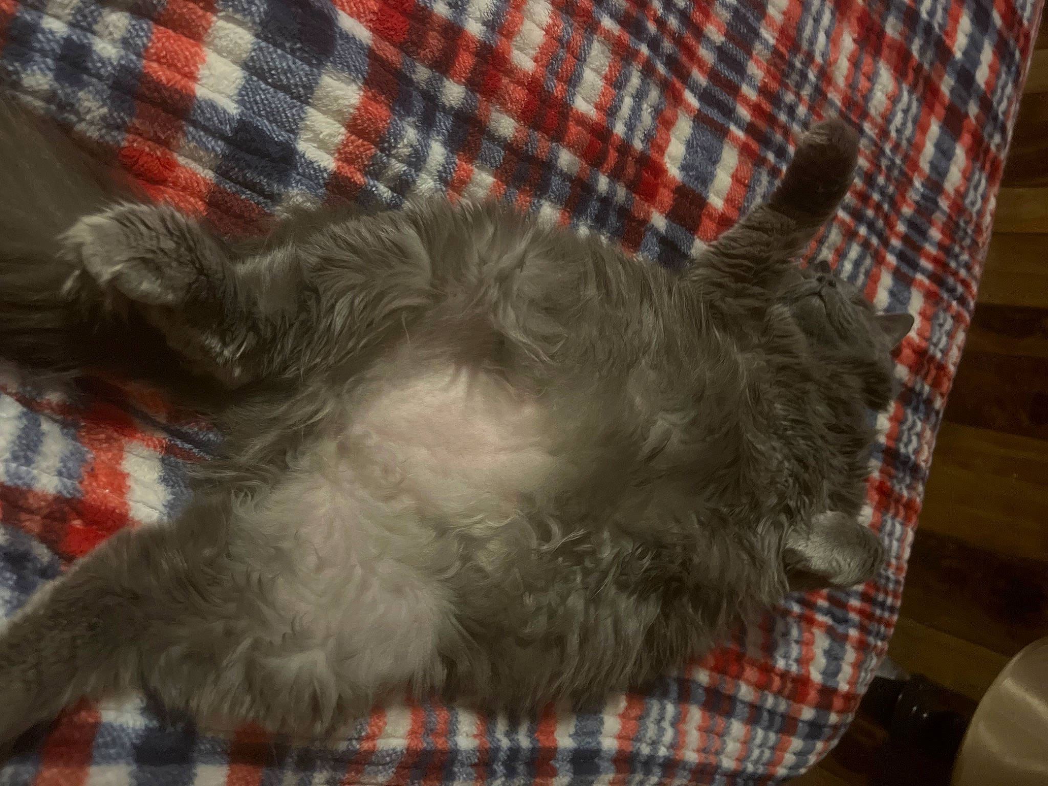 Chanel is registered to the contest to win money with this photo: canidae, carnivore, cat, comfort, companion_dog, dog_breed, fawn, felidae, fur, grey, pattern, paw, plaid, small_to_medium_sized_cats, snout, sporting_group, tail, tartan, textile, whiskers