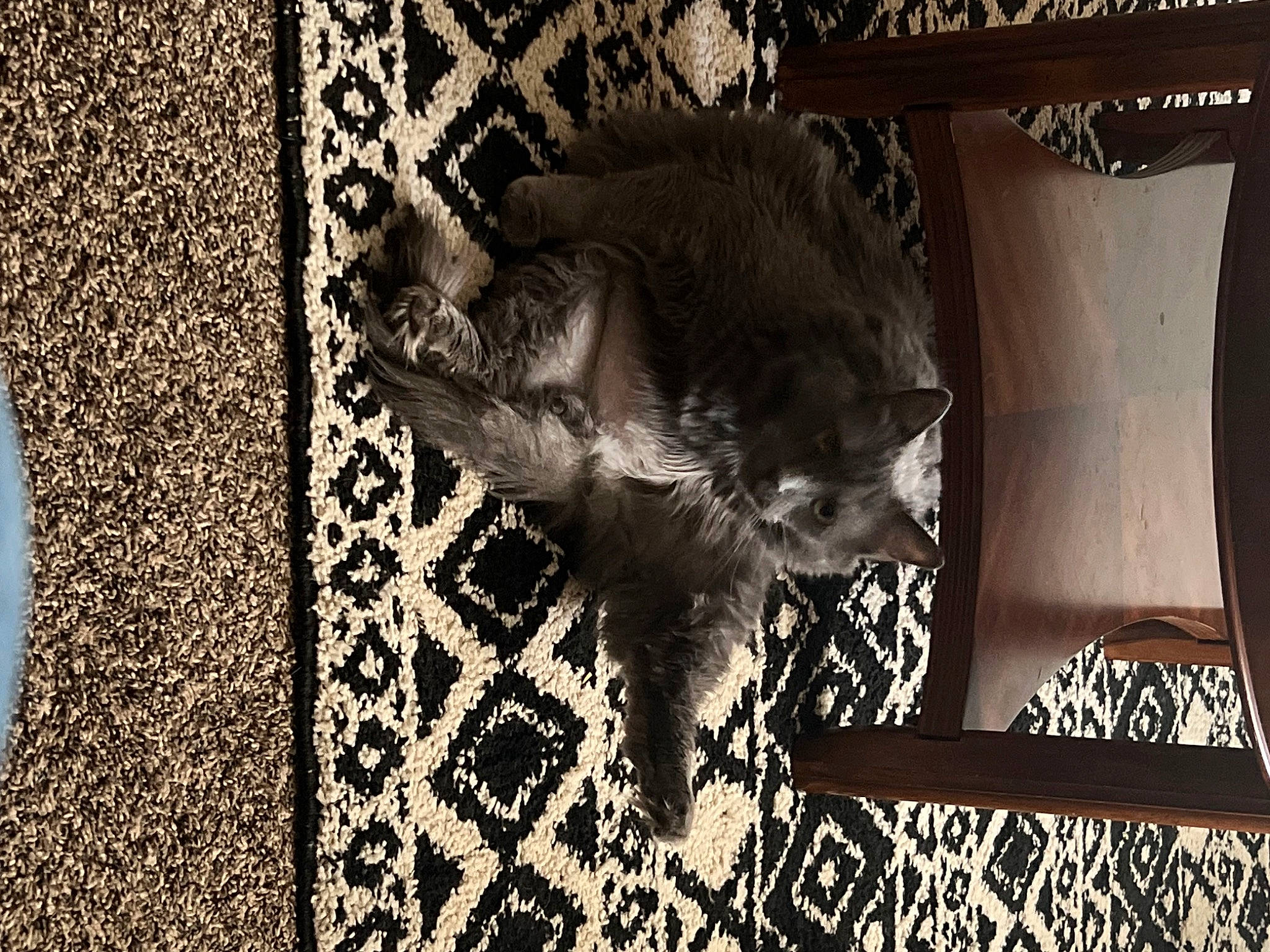 Chanel is registered to the contest to win money with this photo: art, carnivore, cat, darkness, felidae, flooring, font, fur, grey, monochrome, monochrome_photography, pattern, picture_frame, rectangle, small_to_medium_sized_cats, tail, tints_and_shades, visual_arts, whiskers, wood